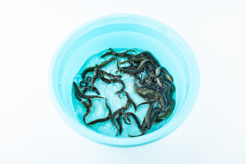 Fresh loach in a pot on a white background