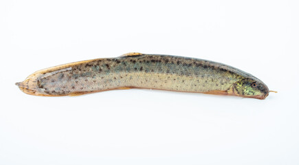 A fresh loach on a white background