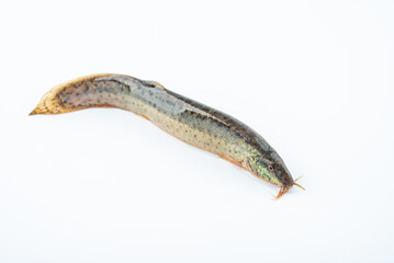 A fresh loach on a white background