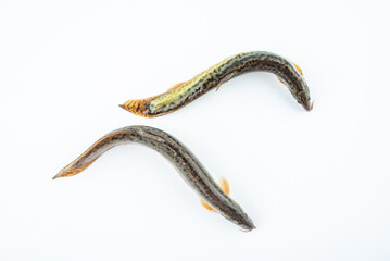 Fresh loach on white background