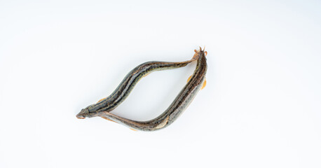 Fresh loach on white background