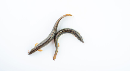 Fresh loach on white background