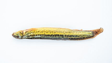 A fresh loach on a white background
