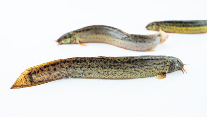 Fresh loach on white background