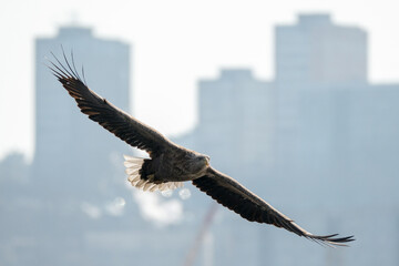 white tail eagle