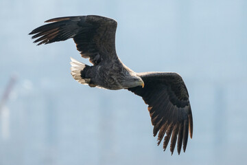 white tail eagle