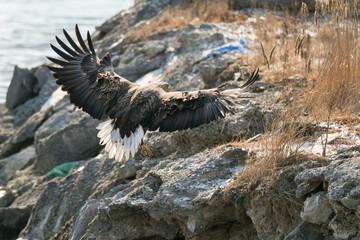 white tail eagle