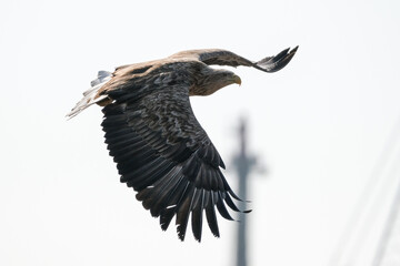 white tail eagle
