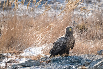 white tail eagle