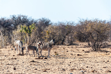 Obraz premium Two Burchell's Plains zebra -Equus quagga burchelli- walking on the plains of Etosha National Park, Namibia.