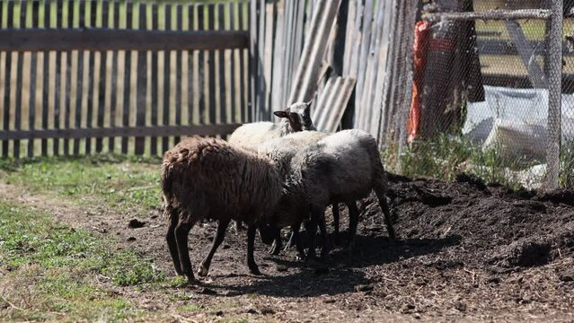 A breed of sheep. Sex. A flock on a walk on a sunny day on a farm. Group of recently sheared sheep walking and eating in the field. A farm. Mating sheep. Breeding sheep. Concept of animal reproduction