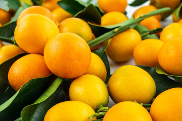 Autumn harvest of fresh fruit kumquats