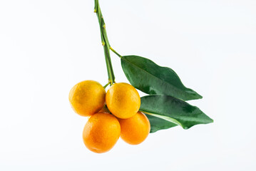 A bunch of fresh fruit kumquats on a white background