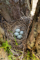 Obraz premium Turdus viscivorus. The nest of the Mistle Thrush in nature.