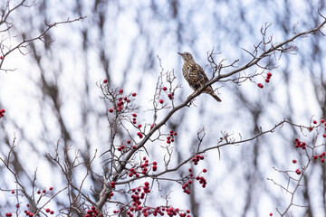 Mistle Thrush (Turdus viscivorus).