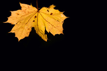 A yellow leaf from the maple tree in autumn hangs from above in the picture, against a dark background with space for text