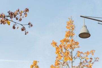 Street lamp and tree with yellowed leaves. Positive autumn background.