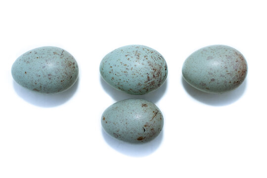 Turdus viscivorus. The eggs of the Mistle Thrush in front of white background, isolated.
