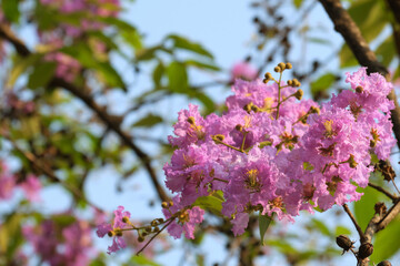 Beautiful purple flowers blossom in summer time