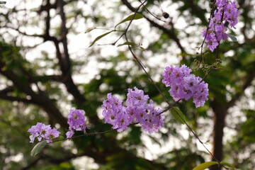 Beautiful purple flowers blossom in summer time