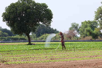 Cambodia. Khmer peasant watering a field with a crop.
Lettuce is an annual plant of the daisy...