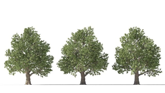 Isolated realistic Red Oak tree on the wind, White background with transparent cut-out animation and alpha channel.3d rendering