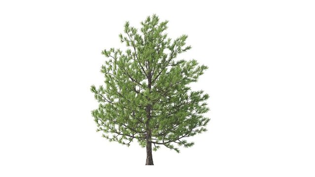 Growing trees on a white background 3D animation growth grow from small to large, Pineroca trees animate in the wind on white background with alpha matt 3D virtual tree. Separated with alpha channels