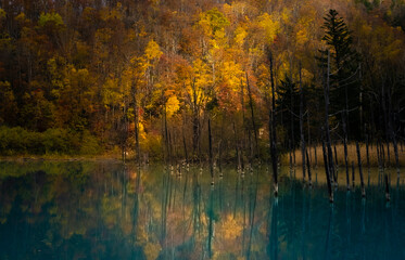北海道の自然の写真