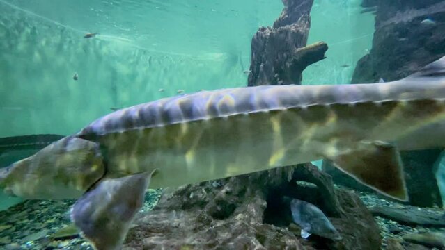Red list sturgeon and kaluga fish swimming in a fish tank in oceanarium 