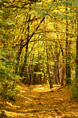 Fototapeta premium autumn in the forest