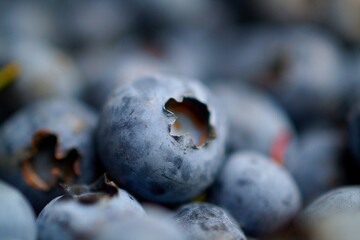 close up of blueberries
