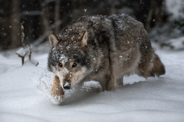 Wild gray wolf in natural habitat. Seasoned wolf predator in the winter forest. Full-length portrait close-up. Wildlife. - obrazy, fototapety, plakaty