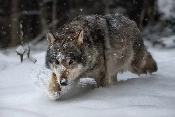 Keuken spatwand met foto Wild gray wolf in natural habitat. Seasoned wolf predator in the winter forest. Full-length portrait close-up. Wildlife. © Olga Rudchenko 