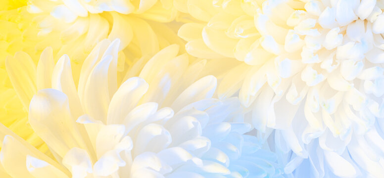 Close-up photo of chrysanthemum bouquet. Abstract floral background