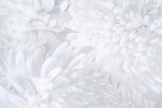 Close-up photo of white chrysanthemum bouquet. Abstract floral background