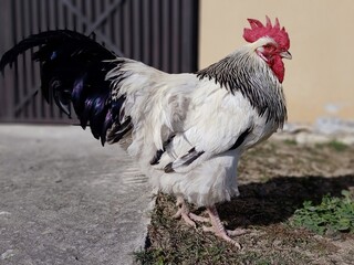Big male sussex chicken or rooster in the garden. English sussex chicken breed. © Zeeshan