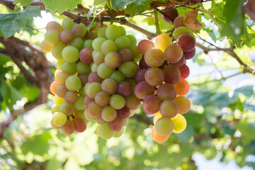 Nature photo: bunch of green grapes laden with fruit. Time: Saturday morning, February 5, 2022....