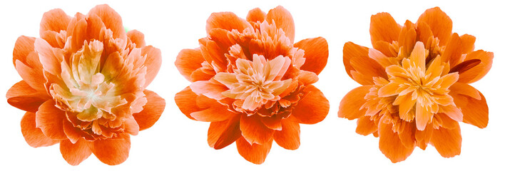 set peonies   orange   flowers isolated on a white background. Close-up. For design. Nature. © nadezhda F