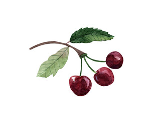 Cherry berry branch, watercolor drawing of spring flowers, botanical painting