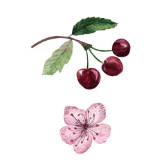 Cherry berry branch, watercolor drawing of spring flowers, botanical painting