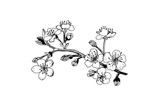 cherry blossom branch, black and white drawing of spring flowers, graphic botanical painting