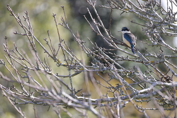 Beautiful Kingfisher on a tree, Auckland, New Zealand