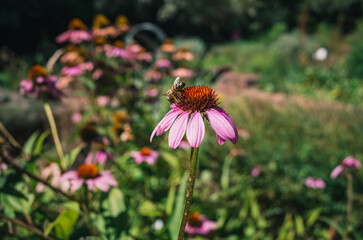 Coneflower
