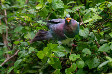 Beautiful Wood Pigeon, Kereru, New Zealand