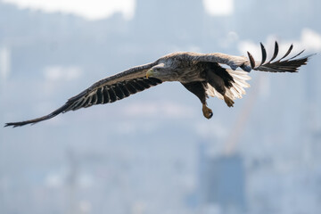 eagle