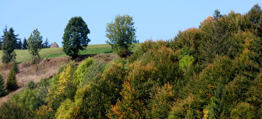 trees in the mountains
