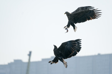 eagle