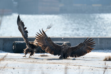 eagle