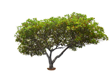 Cashew nut tree