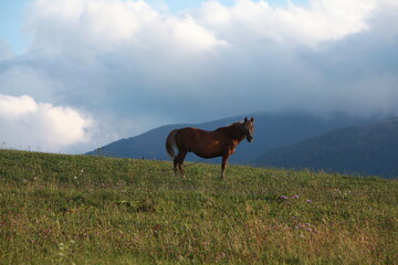 horse in the field